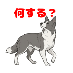 Border Collie.Kai