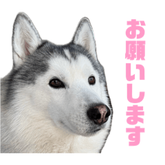 haruka_20260519182832