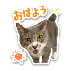 Cute tom Cat Stickers