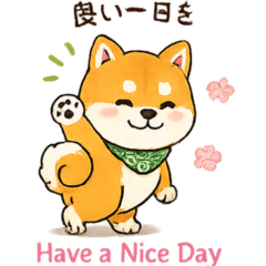 Bilingual Shiba Inu: Business & Daily