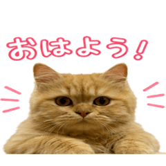 momo_20260519142245