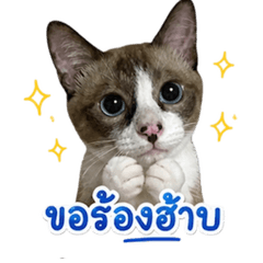 Nisastiker