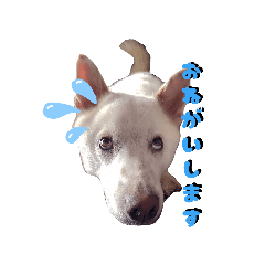 Momotaro_20260519150753