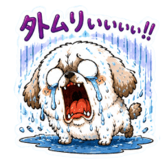 Adorable Shih Tzu in rainy season