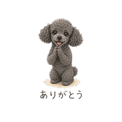 Gentle stickers with senior Toy Poodle