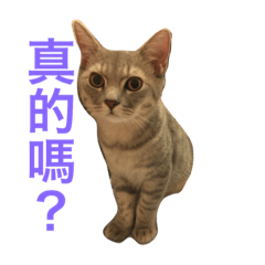 5catbaby