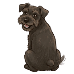 Cute Black Schnauzer