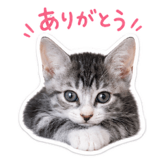 Cute Kitten Tom Stickers