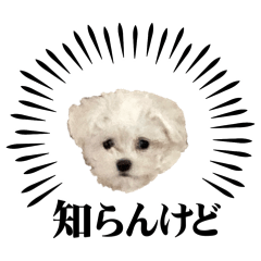 yuzuki_20260519210125