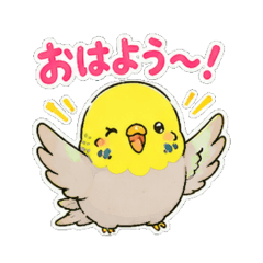Parakeet 2 - Daily Chat Stickers
