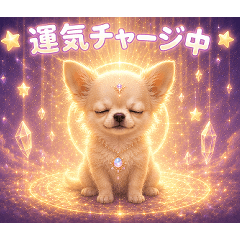 Full Aura Chihuahua