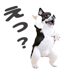 *Dance! Dancing French Bulldog