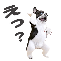 *Dance! Dancing French Bulldog