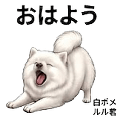Lulu White Pomeranian Stickers Vol01