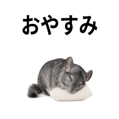 Real Chinchilla Kansai Dialect Stickers