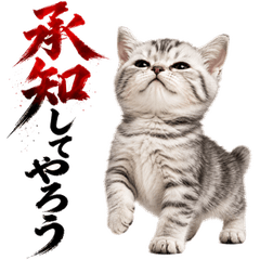 Bossy Little Kitten