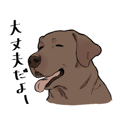 Gentle Labrador (Chocolate)