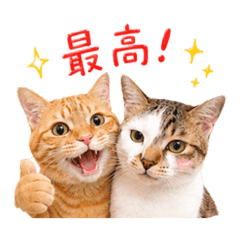 miki_20260519180155