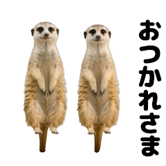Moves! Meerkat