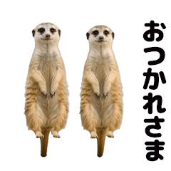 Moves! Meerkat