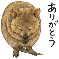Realistic smiling quokka stickers