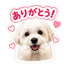 Rina_20260519191450