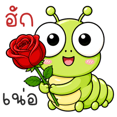 Googly Caterpillar (Kum-muang)