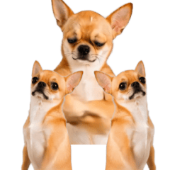 Groovy Chihuahua 2