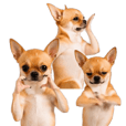 Dogs