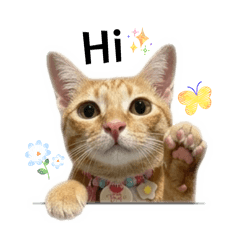 Pumpkin The orange cat v.1