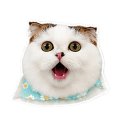 MooYII