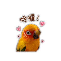 暖男阿肥肥