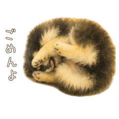 Fluffy Black and Tan Pomeranian