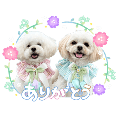 momo_20260520000450