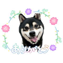 ai_20260520003525