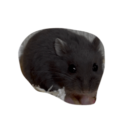 pndjcg_20260519231931