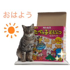 HINA_20260520071255