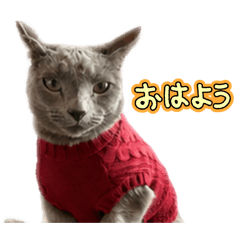 azuki_20260520090256