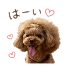 momo_20260520111944