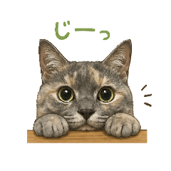 HINAMam_20260519205742