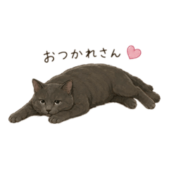 Neko no daily life