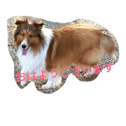 Sheltie Marple part 2