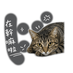 我家小煤球