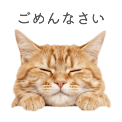 shakemura_20260520164657