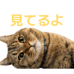 kotsuneko_20260520164156