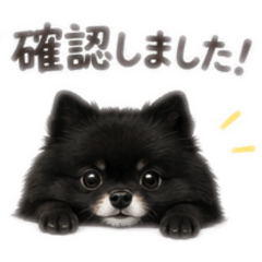 Humble Black Pomeranian