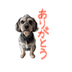 Yuibo_20260520215245