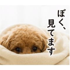 Mitsumame_20260520220300