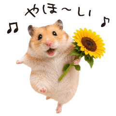 Hamsters that can be used in summer