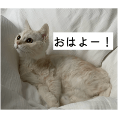 RAM_20260520223451